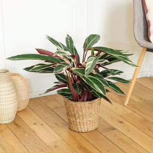 Plantes vertes et fleuries Calathea Triostar Plantes vertes et fleuries Calathea Triostar