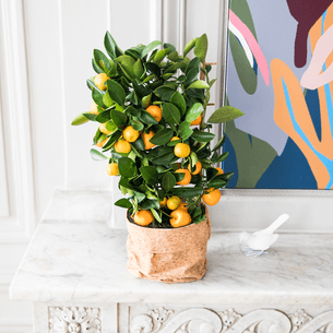 Plantes vertes et fleuries Calamondin Plantes vertes et fleuries Calamondin