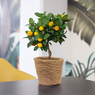 Plantes vertes et fleuries Calamondin Plantes vertes et fleuries Calamondin