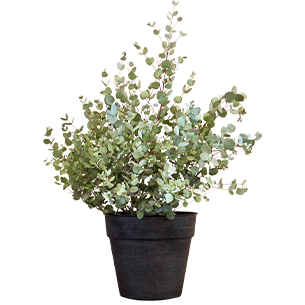 Plantes vertes et fleuries Eucalyptus + cache pot Plantes vertes et fleuries Eucalyptus + cache pot
