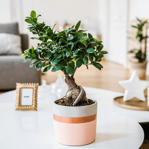 Plantes vertes et fleuries Ficus Ginseng Plantes vertes et fleuries Ficus Ginseng
