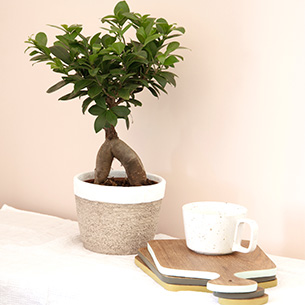 Plantes vertes et fleuries Ficus Ginseng Plantes vertes et fleuries Ficus Ginseng Collection Retraite