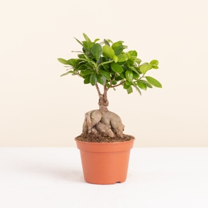 Plantes vertes et fleuries Ficus Ginseng Plantes vertes et fleuries Ficus Ginseng Bon rétablissement
