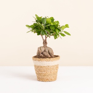 Plantes vertes et fleuries Ficus Ginseng Plantes vertes et fleuries Ficus Ginseng