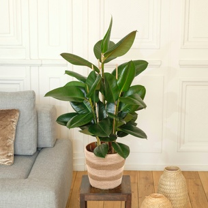 Plantes vertes et fleuries Ficus Elastica Robusta Plantes vertes et fleuries Ficus Elastica Robusta