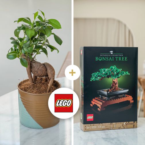 Fleurs et cadeaux Ficus Ginseng et son coffret LEGO® Bonsaï