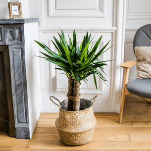 Plantes vertes et fleuries Yucca Plantes vertes et fleuries Yucca