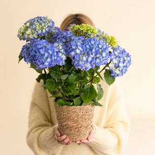 Plantes vertes et fleuries Hortensia bleu