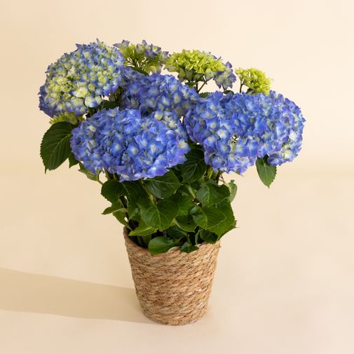 Plantes vertes et fleuries Hortensia bleu