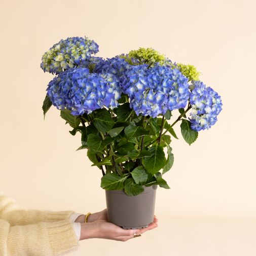 Plantes vertes et fleuries Hortensia bleu