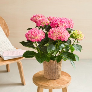 Plantes vertes et fleuries Hortensia Plantes vertes et fleuries Hortensia