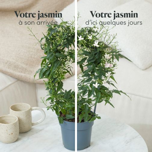 Plantes vertes et fleuries Jasmin
