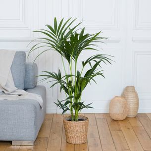 Plantes vertes et fleuries Kentia Plantes vertes et fleuries Kentia