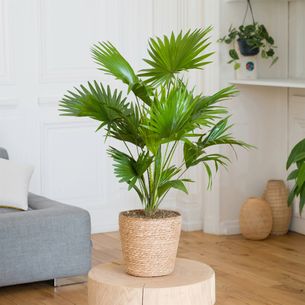 Plantes vertes et fleuries Palmier Livistona Plantes vertes et fleuries Palmier Livistona