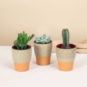 Plantes vertes et fleuries Trio de mini cactus et succulentes