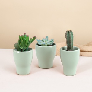 Plantes vertes et fleuries Trio de mini cactus et succulentes Plantes vertes et fleuries Trio de mini cactus et succulentes