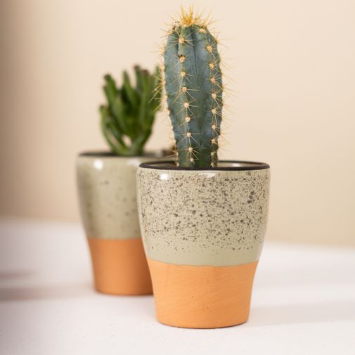 Plantes vertes et fleuries Trio de mini cactus et succulentes