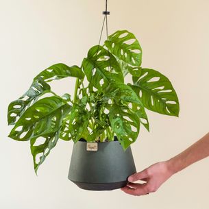 Plantes vertes et fleuries Monstera Monkey Plantes vertes et fleuries Monstera Monkey