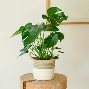 Plantes vertes et fleuries Monstera Deliciosa Plantes vertes et fleuries Monstera Deliciosa