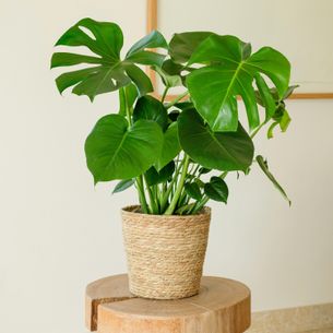 Plantes vertes et fleuries Monstera Deliciosa Plantes vertes et fleuries Monstera Deliciosa