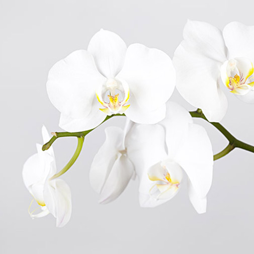 Fleurs et cadeaux Orchidée et sa guirlande lumineuse Nature & Découvertes