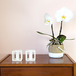 Plantes vertes et fleuries Phalaenopsis Singolo + cache pot Plantes vertes et fleuries Phalaenopsis Singolo + cache pot Collection Remerciements