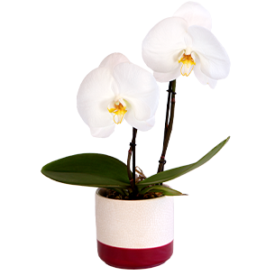 Plantes vertes et fleuries Phalaenopsis Singolo + cache pot Plantes vertes et fleuries Phalaenopsis Singolo + cache pot Collection Remerciements