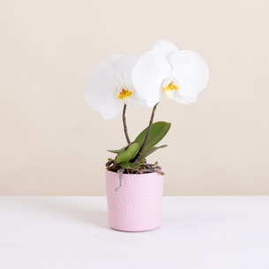 Plantes vertes et fleuries Phalaenopsis Singolo Plantes vertes et fleuries Phalaenopsis Singolo