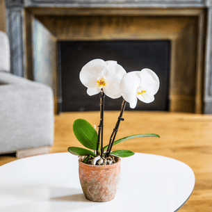 Plantes vertes et fleuries Phalaenopsis Singolo Plantes vertes et fleuries Phalaenopsis Singolo