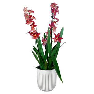 Plantes vertes et fleuries Cambria Nelly isler + cache pot Plantes vertes et fleuries Cambria Nelly isler + cache pot Collection Homme Trendy