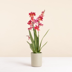 Plantes vertes et fleuries Cambria Nelly isler Plantes vertes et fleuries Cambria Nelly isler