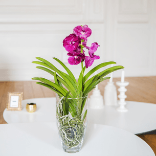 Plantes vertes et fleuries Vanda Plantes vertes et fleuries Vanda