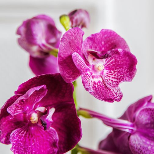 Plantes vertes et fleuries Orchidée Vanda
