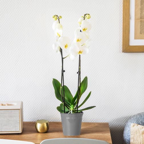 Plantes vertes et fleuries Orchidée blanche
