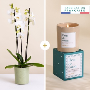 Fleurs et cadeaux Orchidée et sa bougie parfumée Fleurs et cadeaux Orchidée et sa bougie parfumée