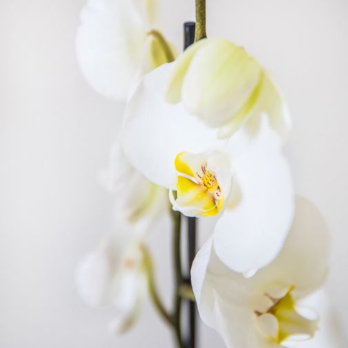 Fleurs et cadeaux Orchidée et sa bougie parfumée