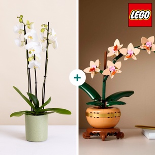 Fleurs et cadeaux Duo LEGO® Orchidées Fleurs et cadeaux Duo LEGO® Orchidées