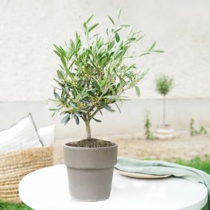 Plantes vertes et fleuries Olivier en pot Plantes vertes et fleuries Olivier en pot