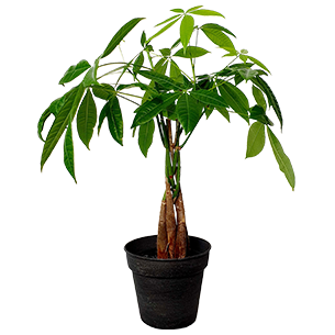 Plantes vertes et fleuries Pachira Plantes vertes et fleuries Pachira Bon rétablissement