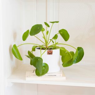 Plantes vertes et fleuries Pilea Peperomioides Plantes vertes et fleuries Pilea Peperomioides