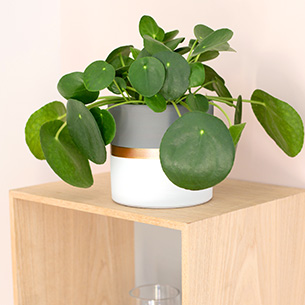 Plantes vertes et fleuries Pilea peperomioides + cache pot Plantes vertes et fleuries Pilea peperomioides + cache pot