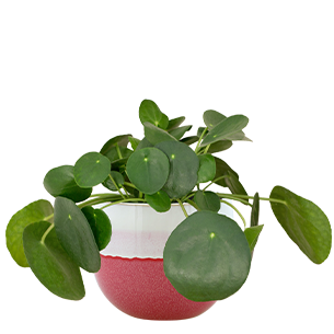 Plantes vertes et fleuries Pilea peperomioides + cache pot Plantes vertes et fleuries Pilea peperomioides + cache pot