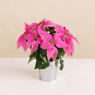 Plantes vertes et fleuries Poinsettia rose et son cache pot Plantes vertes et fleuries Poinsettia rose et son cache pot