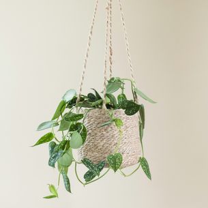 Plantes vertes et fleuries Pothos Plantes vertes et fleuries Pothos