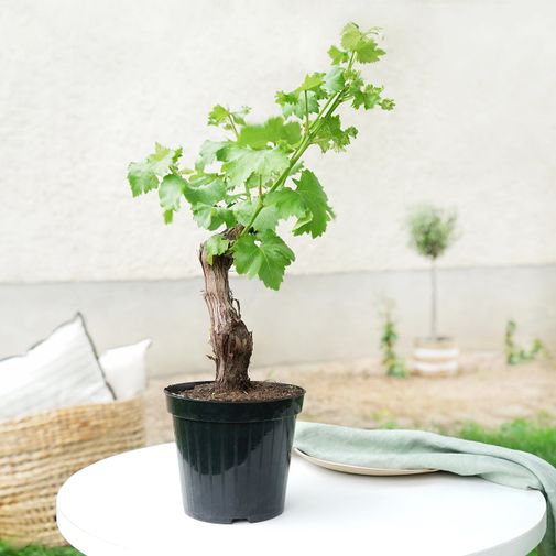 Plantes vertes et fleuries Cep de vigne