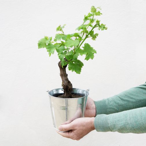 Plantes vertes et fleuries Cep de vigne