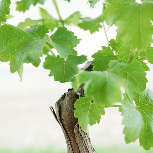 Plantes vertes et fleuries Cep de vigne