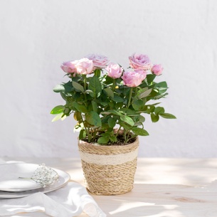 Bouquet de fleurs Rosier rose Bouquet de fleurs Rosier rose