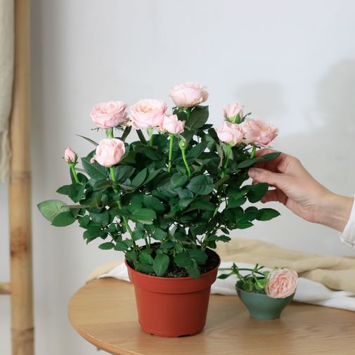 Bouquet de fleurs Rosier rose