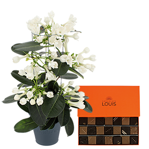 Bouquet de fleurs Stéphanotis et ses chocolats LOUIS Bouquet de fleurs Stéphanotis et ses chocolats LOUIS